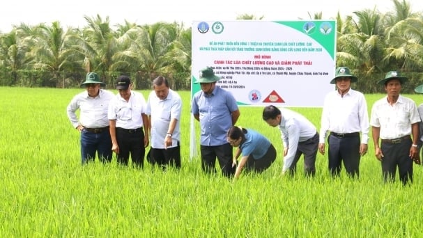 Timely support for pilot models of high-quality, low-emission rice farming